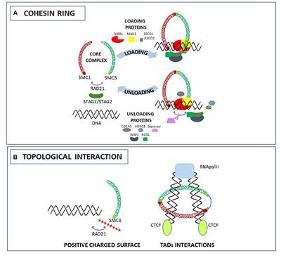 Enigmatic Ladies of the Rings: How Cohesin Dysfunction Affects Myeloid Neoplasms Insurgence